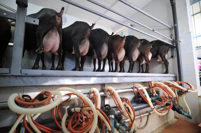 Galicia compr casi 8 millones de litros de leche de oveja y cabra en el primer trimestre