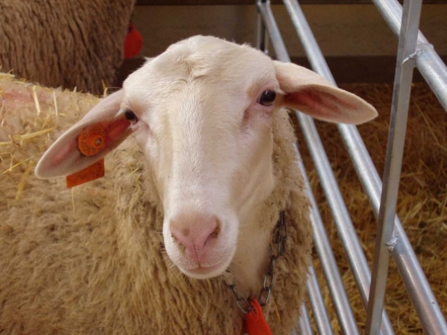 La Junta de Andaluca informa a los ganaderos sobre la situacin de la fiebre aftosa en el norte de frica