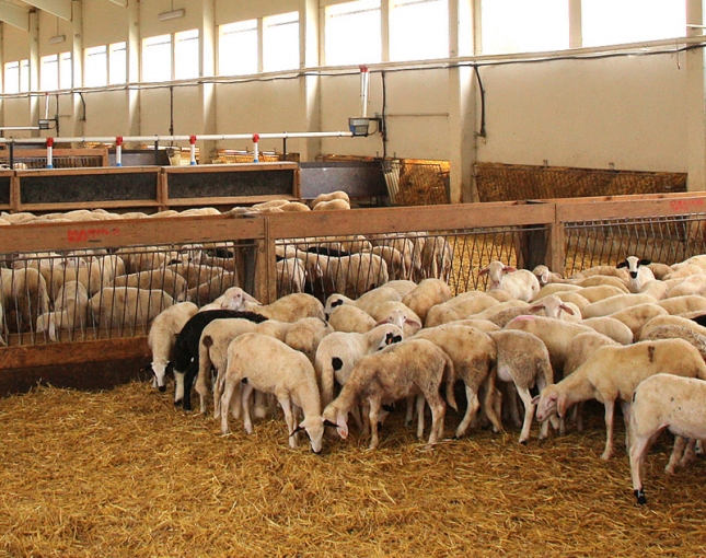 Cambia el mapa del cebo de corderos y se acerca a las tradicionales zonas de produccin
