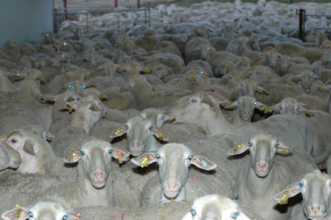 Sube en Espaa el censo de ovejas en ordeos y sigue cayendo el de ovejas de carne