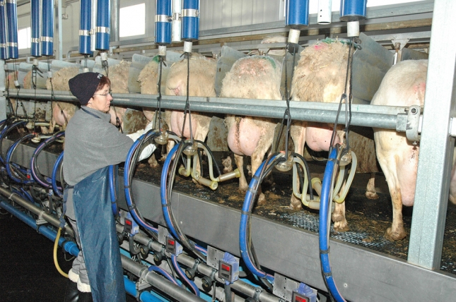 Los ndices de referenciacin de precios de INLAC para la leche de oveja marcan ligeros descensos