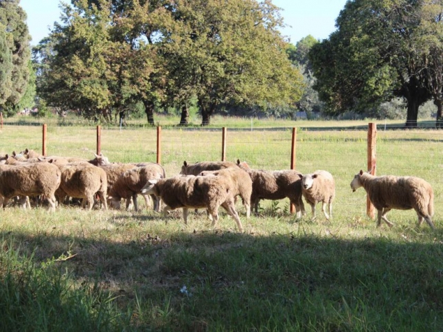 Un estudio de la UBA determin que el pastoreo ovino elimina hasta un 90% la costra biolgica del suelo, fundamental para la fertilidad de los pastizales