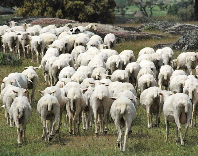 Proceso de mejoramiento gentico del ganado ovino en Per