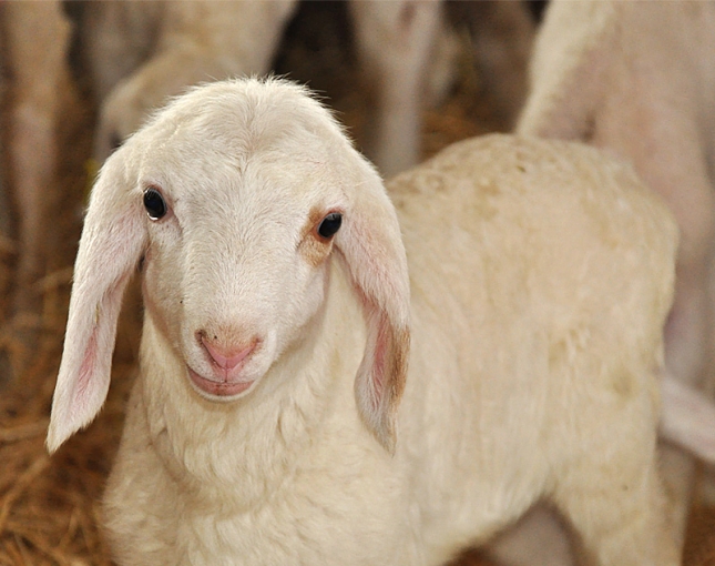 Atasco en los cebaderos de ovino por la parlisis de las exportaciones de corderos, sobre todo al Magreb