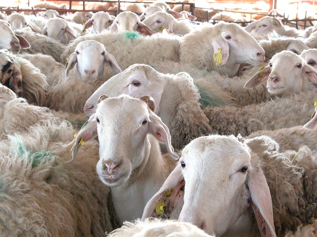 El sacrificio de ovinos en Espaa desciende un 6,26% en el primer semestre del ao