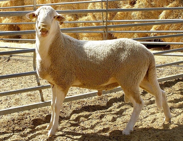 El territorio de las razas (XIX): La oveja autctona Castellana incrementa su censo