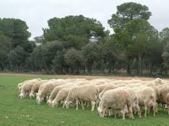 Avances en la investigacin de la etiologa de la acidosis ruminal en ganado ovino