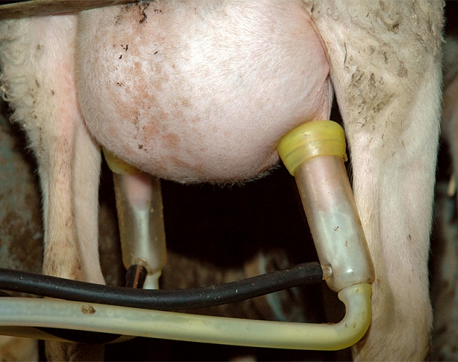Aumenta el mtodo electrnico en el control lechero del ganado ovino en Castilla y Len