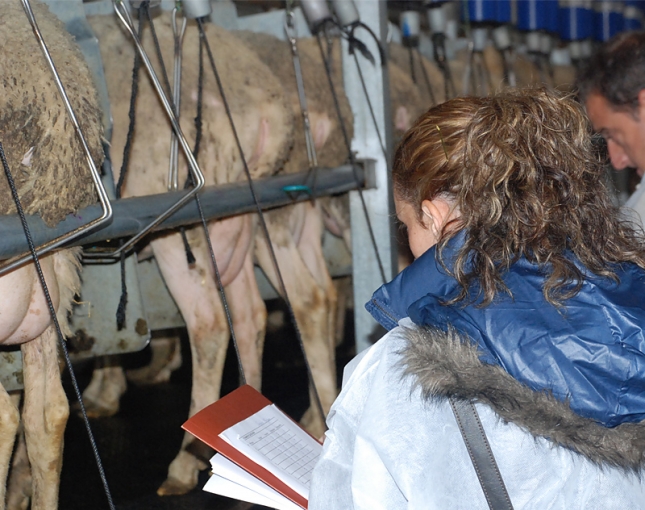 El precio interanual de la leche de oveja en Espaa baja un 3 % y el de la de cabra aumenta el 1,1 %