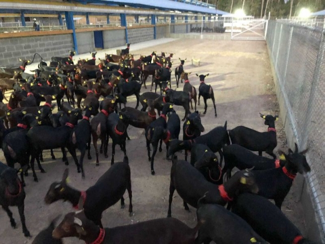 Ms de 77.000 granjas de caprino siguen dadas de alta en el sistema Sitran del Ministerio