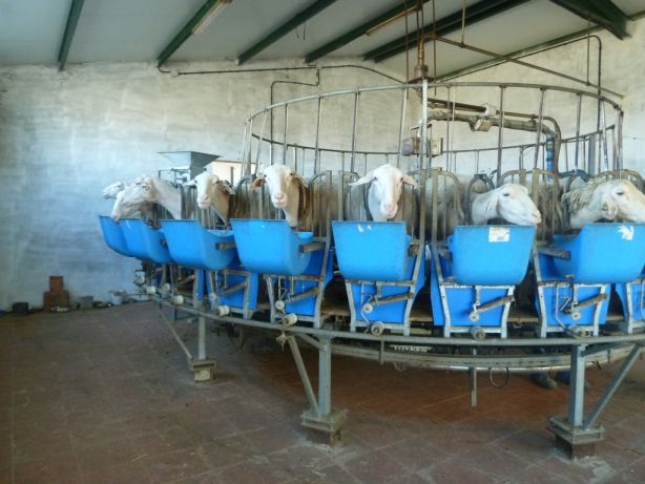 La produccin de leche de oveja ha cado casi un 30% en la UE en el pasado ao