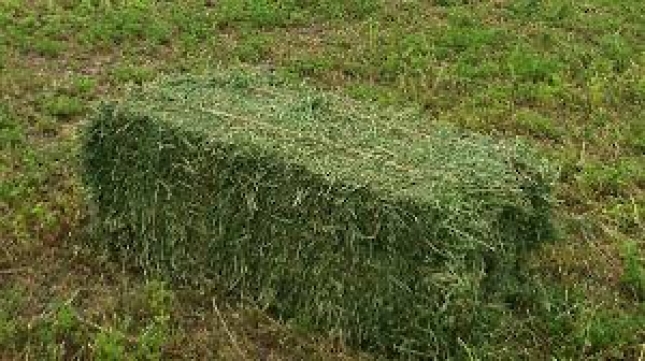 Alfalfa de secano muchos menos kilos de lo esperado en la provincia de Len