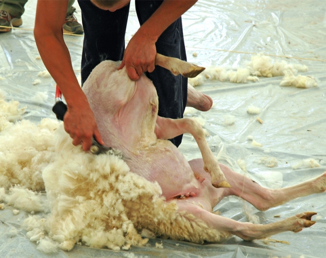 Los operadores internacionales consolidan la demanda de lana de oveja de alta calidad