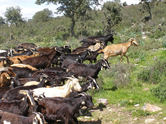 Se incrementa en un 5% la produccin anual de carne de caprino en Espaa