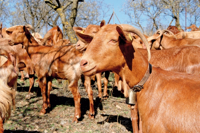 Los datos oficiales indican un descenso del 16,7% en el precio de la leche de cabra de Andaluca en 2015