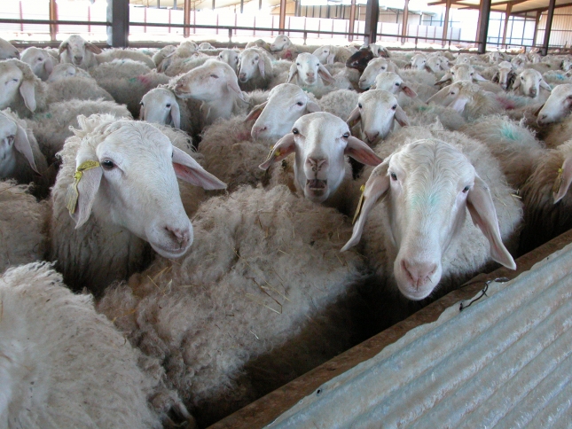 Las ovejas Assaf en control lechero aumentan su lactacin normalizada un 11,3% en cinco aos