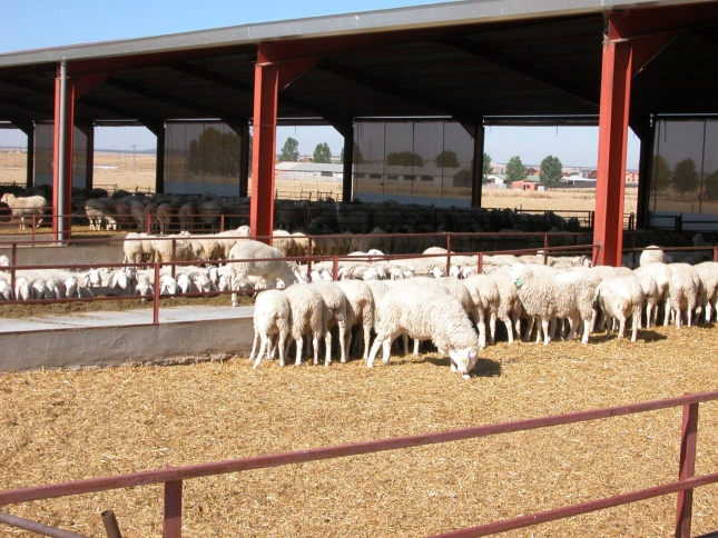 El ao 2020 comenz con una fuerte reduccin en el censo de productores de leche de oveja