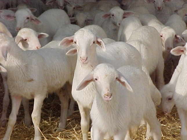 Castilla-La Mancha convoca ayudas por las dificultades de comercializacin de corderos y cabritos