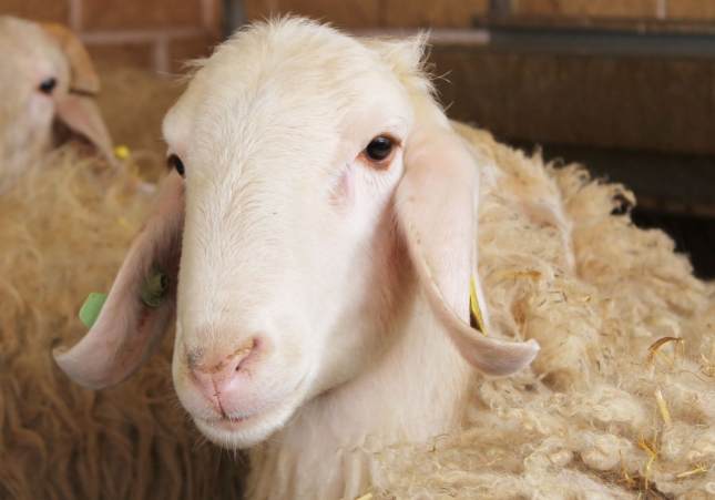 El precio de la leche de oveja subi en marzo un 10,7% respecto al ao anterior