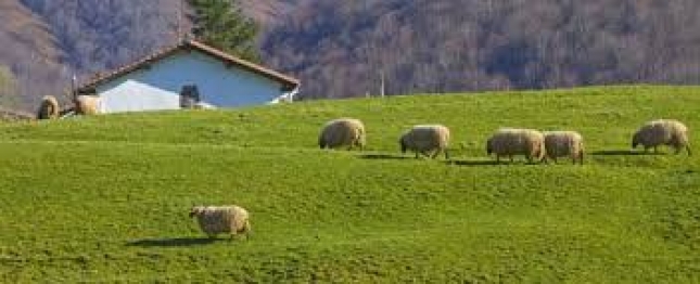 Una veintena de ovejas muere en el incendio de una granja en Olazti/Olazaguta (Navarra)