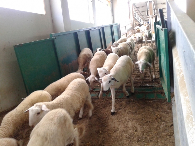 La cotización del pienso para el cebo de corderos desciende un 3,9% en el último mes