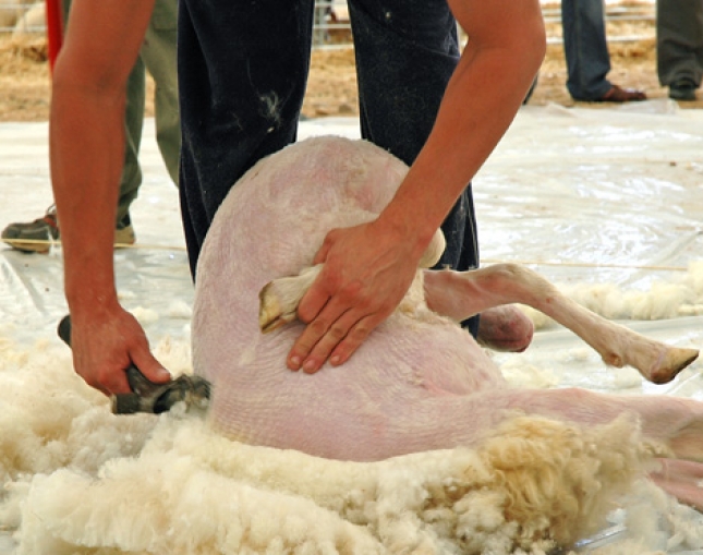 Llegan 250 esquiladores uruguayos a España para facilitar el bienestar animal de las ovejas