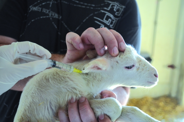 La plataforma Presvet monitoriza el consumo de antibióticos en sanidad animal