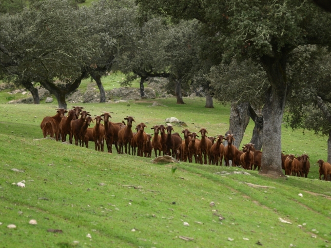 Extremadura abona 25,8 millones en ayudas al ovino y caprino