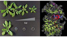 Foto de Una nueva familia de protenas permite disear cultivos ms resistentes a la sequa y salinidad