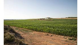 Foto de Riego por goteo subterrneo en cultivos de maz en Espaa