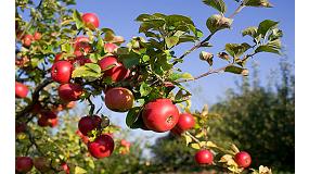 Foto de Evaluacin de efectividad de Actium como precursor de la coloracin en manzano (Malus domestica)