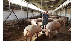 Fotografia de [es] Sector porcino: una explotacin de tamao medio en Espaa pierde ms de 1.500 euros a la semana
