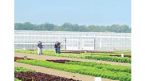 Foto de Las nuevas Multileaf y Mini Romanas, estrellas en las jornadas de lechuga Nunhems en Murcia