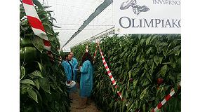 Foto de Olimpiakos F1 rebrota a pesar del fro y consigue ampliar el ciclo de produccin de pimiento California rojo tardo