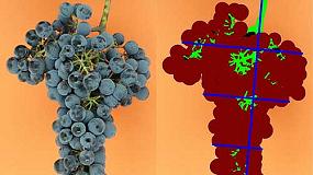 Foto de Cientficos desarrollan un sistema para estimar la densidad de los racimos de uva de una forma objetiva y no invasiva