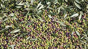 Foto de Jornada sobre el cultivo ecolgico del olivo con riego localizado