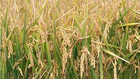 Foto de Greenrice, sistemas sostenibles de cultivo de arroz