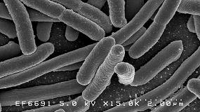 Foto de Se asocia la aparicin transitoria de E. coli resistentes a cefalosporinas en cerdos con los tratamientos con betalactmicos