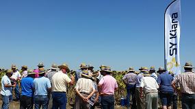 Foto de Ms de 500 agricultores asisten a las jornadas de campo de girasol de Syngenta en Andaluca