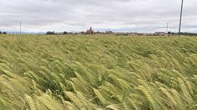 Foto de Las 6.000 hectreas de cebada hbrida Hyvido sembradas en el norte de Espaa producen un 21% ms de media que las variedades convencionales
