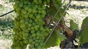 Fotografia de [es] Biorrefineras: valor para desechos como hollejos, pepitas de uva y las de fermentaciones vincolas