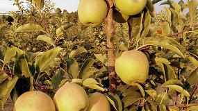 Foto de Fertilizacin nitrogenada en manzano: compromiso entre produccin y calidad