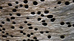 Foto de Los insectos de la madera suponen la cuarta parte de los problemas de plagas en Castilla y Len