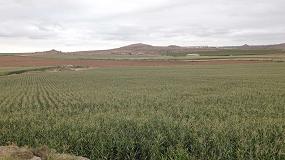 Foto de Riego por goteo subterrneo en cultivos extensivos en Espaa: experiencia en cultivo de maz