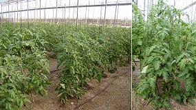 Foto de Evaluacin de la eficacia de Brotone en el incremento de produccin en un cultivo de tomate tipo Marmande