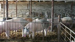 Foto de COAG denuncia que cada explotacin de porcino pierde 3.800 euros a la semana