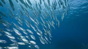 Picture of [es] El proyecto Ecosafimed logra impulsar entre el sector pesquero prcticas responsables y sostenibles