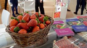 Foto de Grufesa anuncia en Fruit Logistica que contar con una produccin de fresas premium