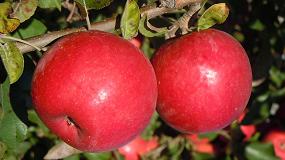 Foto de Productores de pera y manzana ponen en marcha una campaa para potenciar el conocimiento de los productos de origen nacional