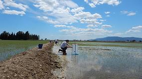 Foto de El cultivo de arroz en el Delta del Ebro produce 10.500 toneladas de metano anuales